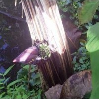 Unik, Pohon Pisang Berbuah Ditengah Batangnya